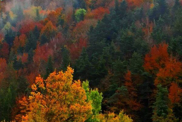 informacion puente todos los santos