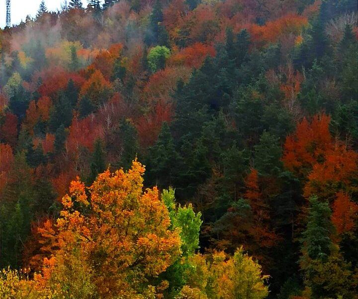 informacion puente todos los santos