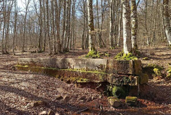 Paseo por la Selva de Irati: Abaurregaina - Alkimiar - Camino Tornula - Abaurregaina