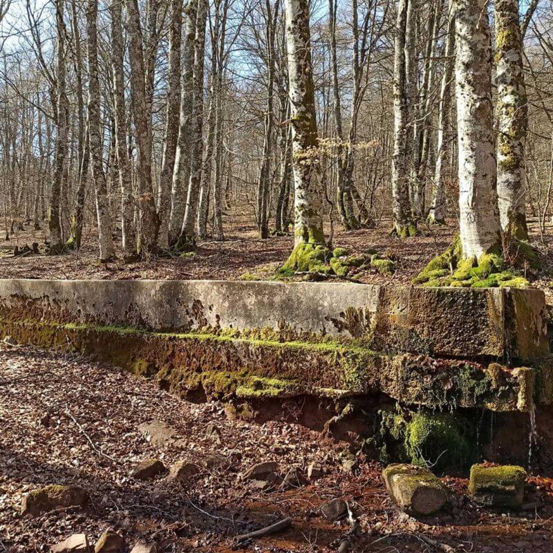 Paseo por la Selva de Irati: Abaurregaina - Alkimiar - Camino Tornula - Abaurregaina
