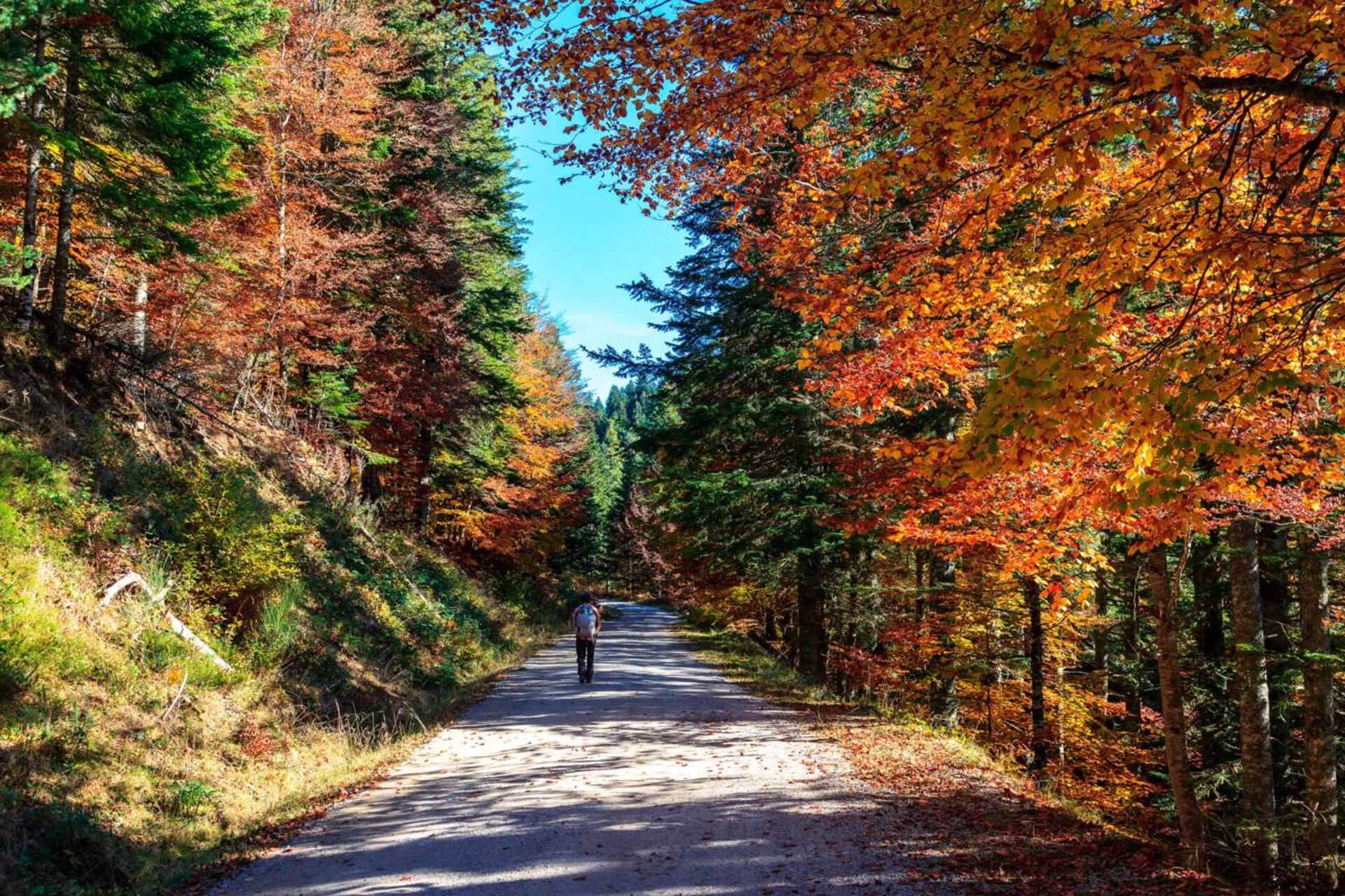 5 tips para visitar la Selva de Irati en otoño
