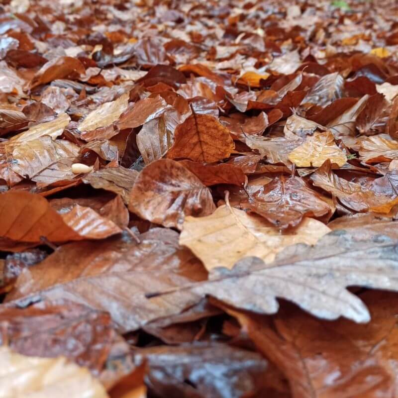 5 actividades para hacer antes de que se acabe el otoño, en la Selva de Irati y el Pirineo navarro